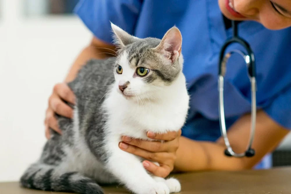Recognizing Signs of Respiratory Infection in Cats and Dogs: Key Symptoms and Care Tips