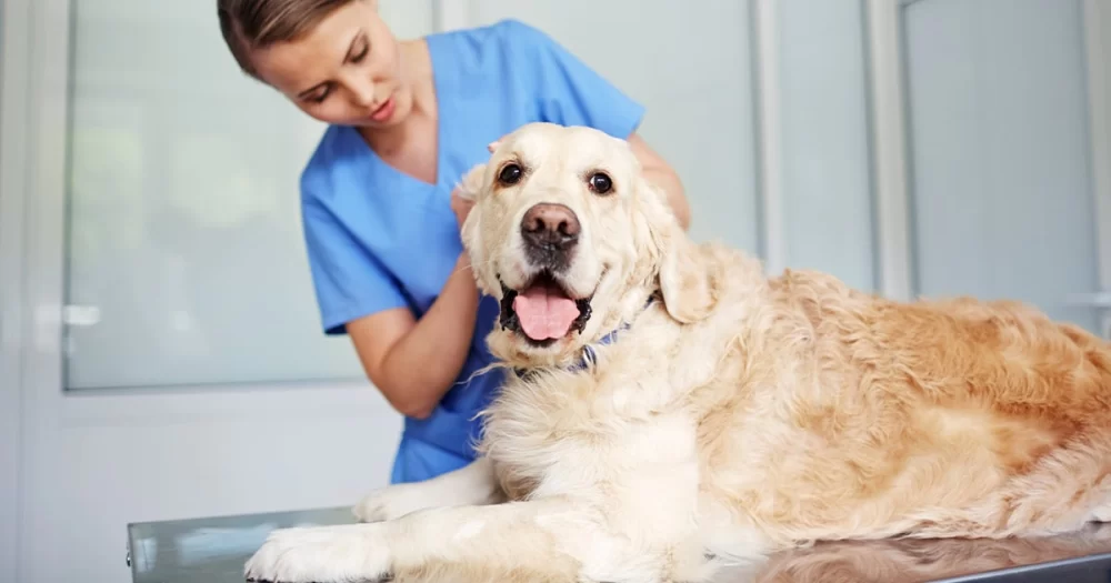 Recognizing the Key Signs of Kidney Problems in Dogs for Early Intervention