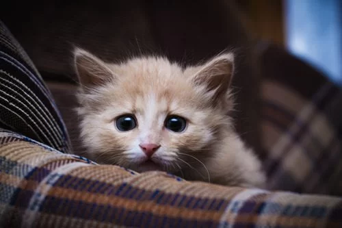 Recognizing Signs of Anxiety in Cats: Comprehensive Guide for Concerned Pet Owners