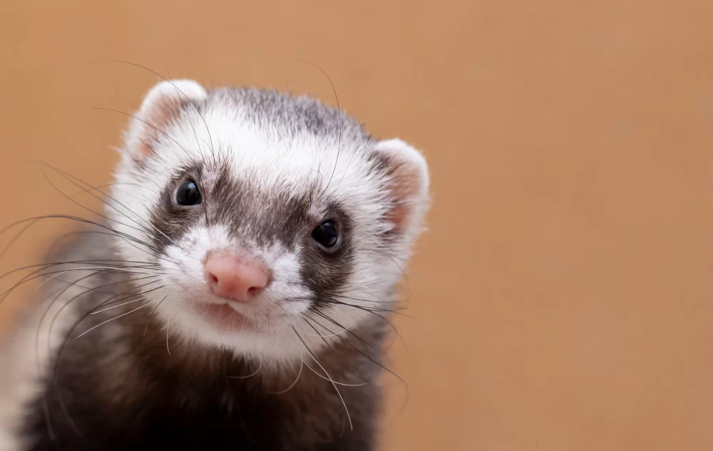 How to Care for a Pet Ferret: Essential Tips for a Happy and Healthy Ferret