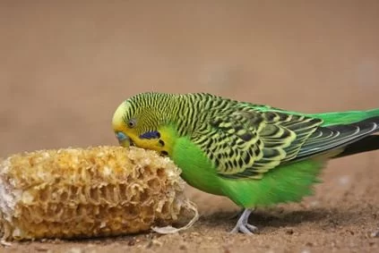 Nutritious and Easy Homemade Bird Treats for Parakeets