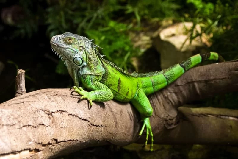 How to Care for a Pet Iguana: Comprehensive Guide for Healthy Iguana Care