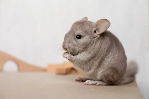 Essential Guide on How to Care for a Pet Chinchilla for a Happy and Healthy Life