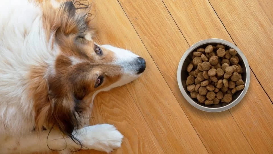 Best Dog Food for Puppies with Sensitive Stomachs and Allergies: A Detailed Guide