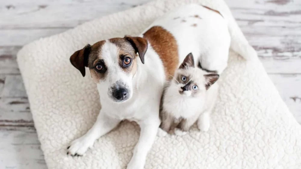 How to Socialize a Cat with Dogs: Effective Strategies for Peaceful Coexistence