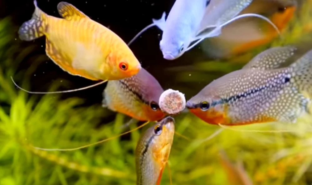 Choosing the Best Fish Food for Tropical Fish: A Detailed Guide for Healthy Aquariums
