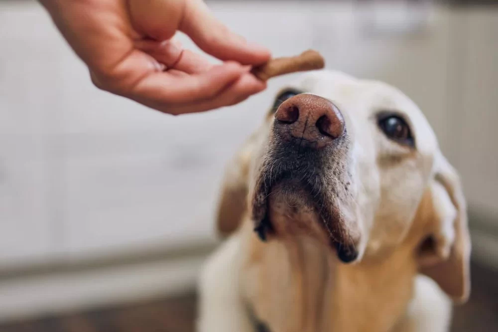 Homemade Treats for Puppies with Sensitive Stomach and Allergies: Safe and Delicious Recipes