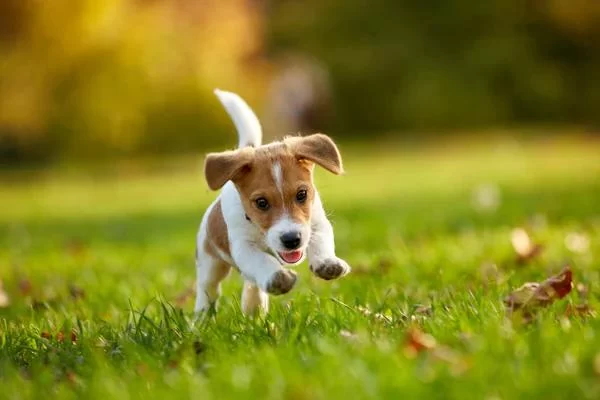Effective Techniques for Teaching Your Dog to Come When Called