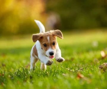 Effective Techniques for Teaching Your Dog to Come When Called