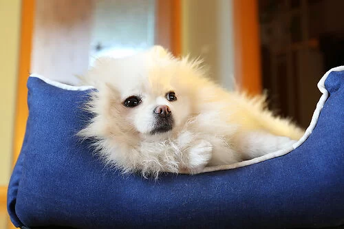 How to Clean Pet Bedding Effectively for a Healthy Pet Environment