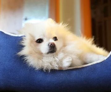How to Clean Pet Bedding Effectively for a Healthy Pet Environment