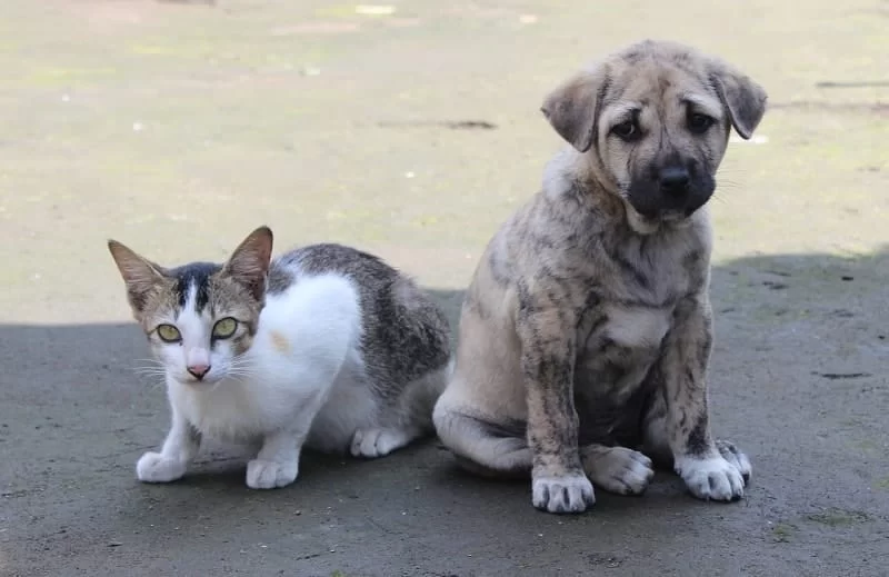 Effective Ways to Socialize a Dog with Cats and Other Pets Safely