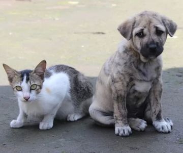 Effective Ways to Socialize a Dog with Cats and Other Pets Safely