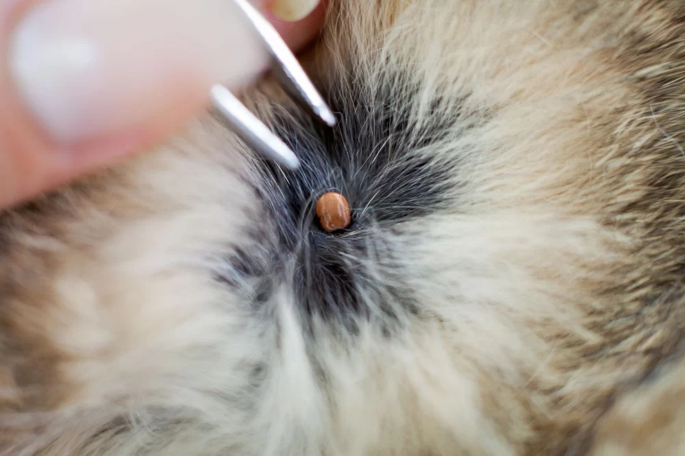 Identifying Signs of Fleas and Ticks on Dogs and Cats: A Comprehensive Guide