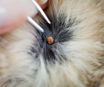 Identifying Signs of Fleas and Ticks on Dogs and Cats: A Comprehensive Guide