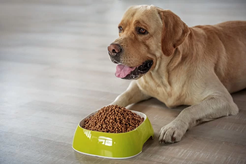 Best Dog Food for Weight Management to Keep Your Pet Healthy and Fit