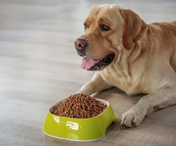 Best Dog Food for Weight Management to Keep Your Pet Healthy and Fit