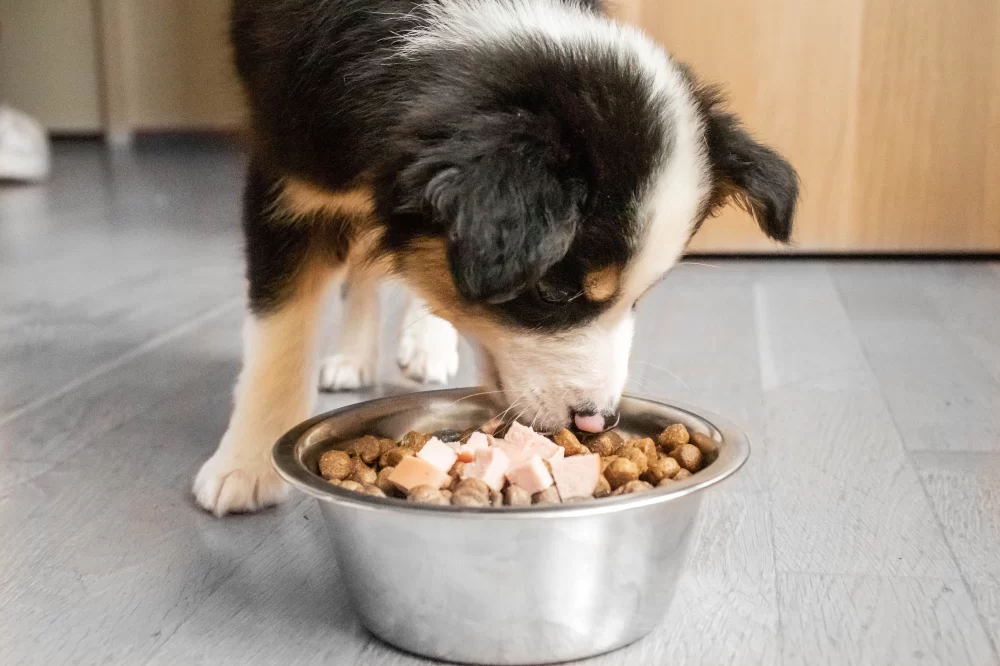 Best Dog Food for Puppies: Essential Guide to Healthy Puppy Nutrition
