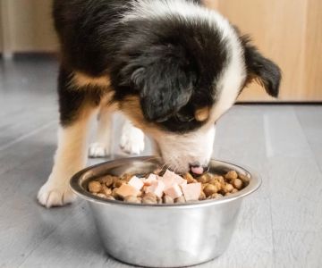 Best Dog Food for Puppies: Essential Guide to Healthy Puppy Nutrition