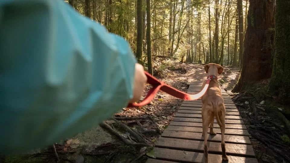 Choosing the Best Dog Leashes for Hiking: Durable and Comfortable Options