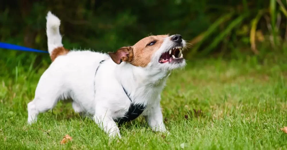 Effective Techniques on How to Train a Dog to Stop Barking at Strangers