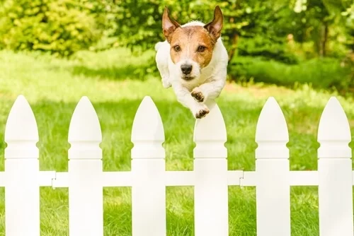 How to Build a Backyard Dog Fence: A Step-by-Step Guide for Safe and Secure Fencing