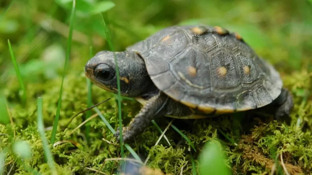 How to Care for a Pet Turtle: Essential Tips for Healthy and Happy Turtles