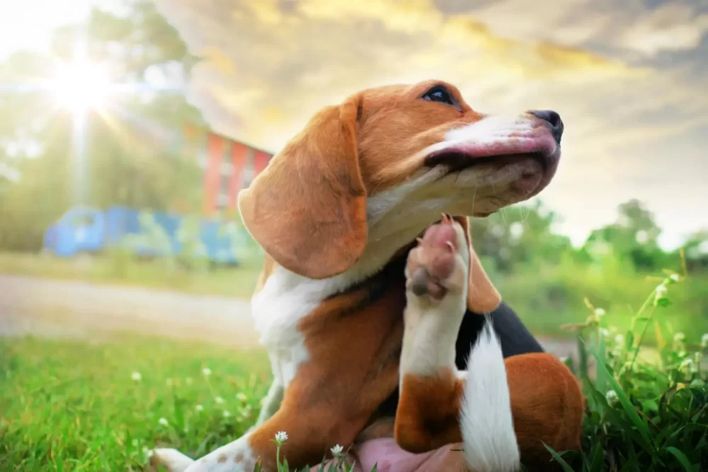 Identifying Signs of Allergies in Dogs and Cats and How to Treat Them Effectively