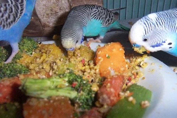 How to Make Homemade Bird Seed Mixes for Exotic Birds and Parrots