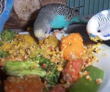 How to Make Homemade Bird Seed Mixes for Exotic Birds and Parrots