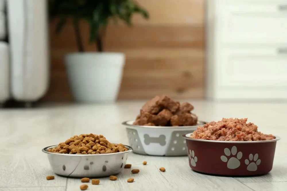 Best Dog Foods for Sensitive Skin: Nutrition Tips and Top Choices