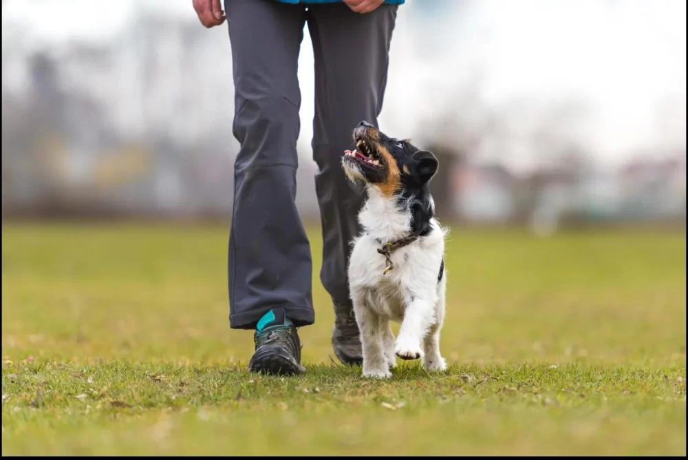 Effective Methods on How to Teach a Dog to Heel for Better Walks and Obedience