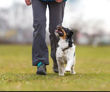 Effective Methods on How to Teach a Dog to Heel for Better Walks and Obedience
