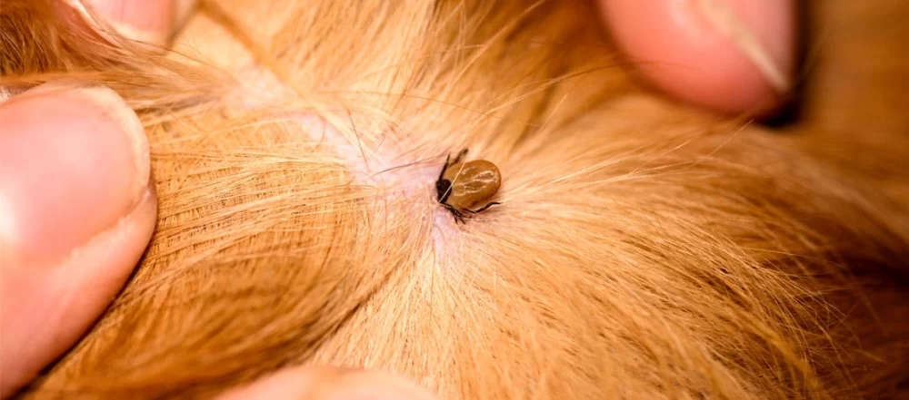 How to Recognize Signs of Fleas and Ticks on Dogs and Cats for Effective Care