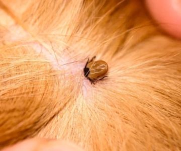 How to Recognize Signs of Fleas and Ticks on Dogs and Cats for Effective Care