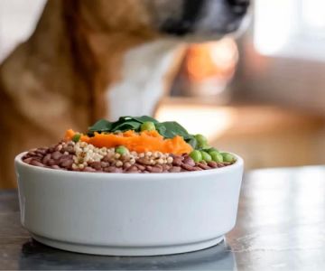 Homemade Dog Food for Sensitive Digestion and Allergies Relief: A Complete Guide