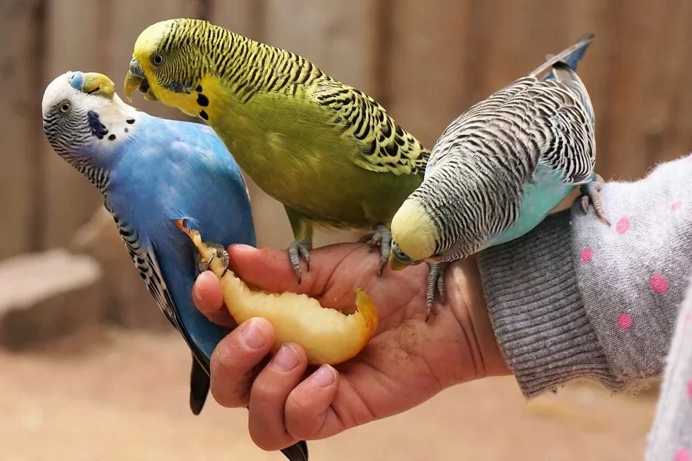 How to Make Homemade Bird Treats for Parakeets and Small Birds: A Complete Guide