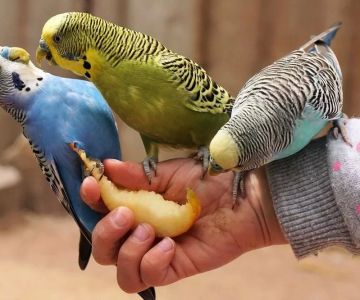 How to Make Homemade Bird Treats for Parakeets and Small Birds: A Complete Guide