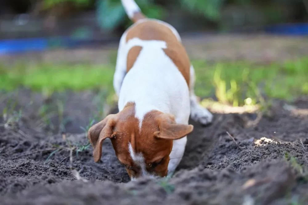 Effective Ways to Stop Dogs from Digging Holes in Your Yard