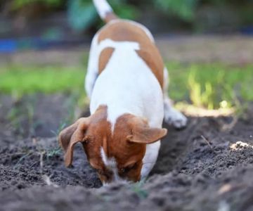 Effective Ways to Stop Dogs from Digging Holes in Your Yard