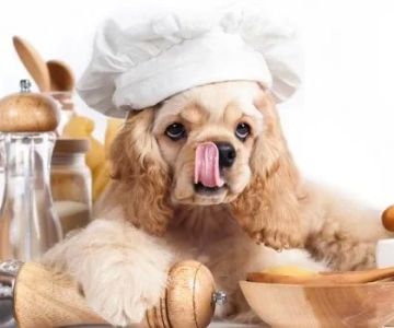 Nutritious Homemade Dog Food Recipes for Puppies to Boost Growth and Health
