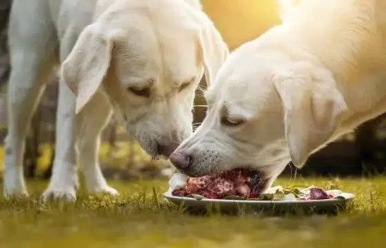 Discover the Benefits of a Raw Diet for Dogs and How It Enhances Their Health