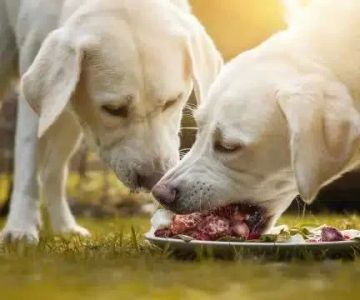 Discover the Benefits of a Raw Diet for Dogs and How It Enhances Their Health