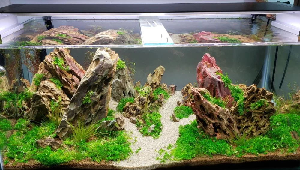 Effective Methods to Keep Aquarium Water Clean for a Healthy Fish Tank