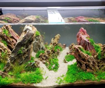 Effective Methods to Keep Aquarium Water Clean for a Healthy Fish Tank