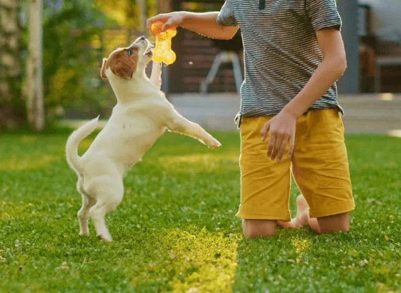 Practical Guide on How to Socialize a Dog with Children Safely and Effectively