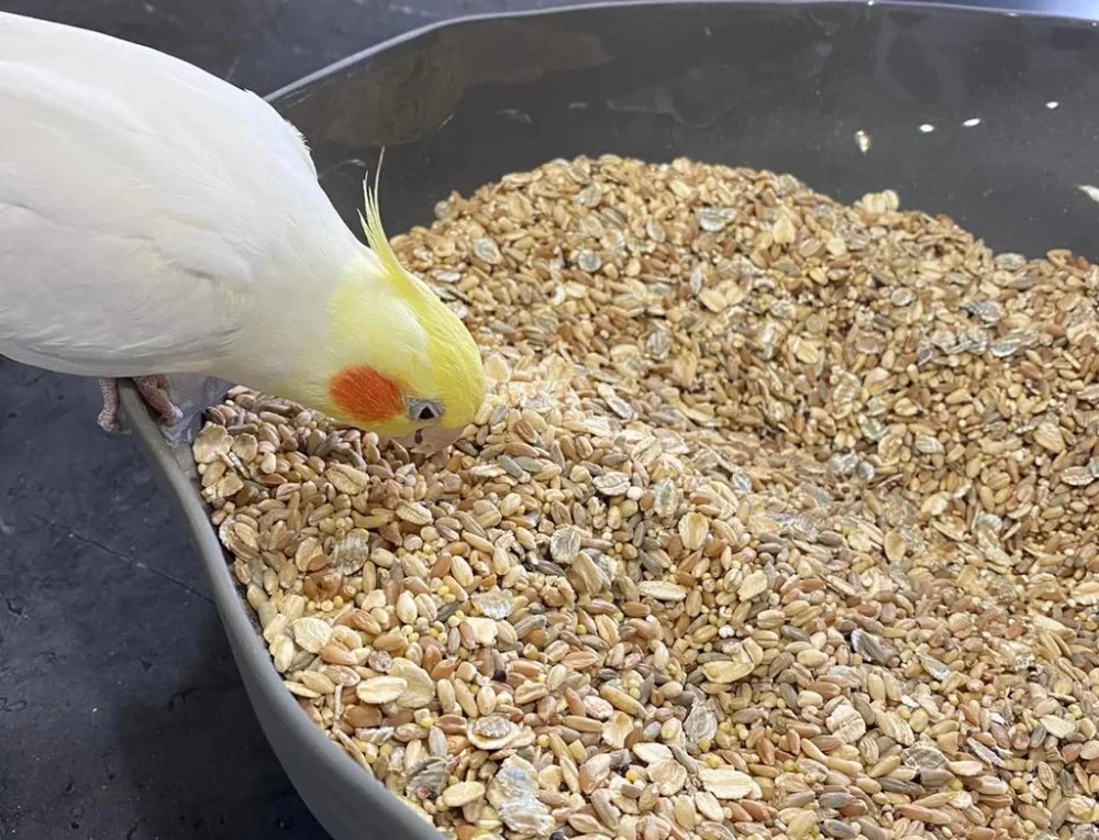 Homemade Bird Food Recipes for Cockatiels and Parrots: Natural & Nutritious Options