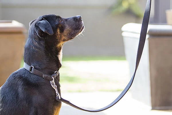 Effective Strategies to Train a Dog to Come When Called Reliably