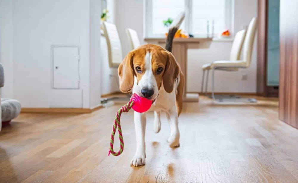 Step-by-Step Guide on How to Train a Dog to Fetch and Retrieve Toys and Balls