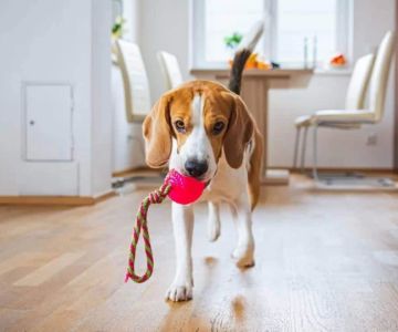 Step-by-Step Guide on How to Train a Dog to Fetch and Retrieve Toys and Balls